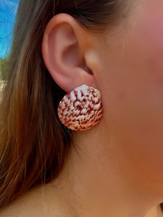 Calico Scallop Earrings